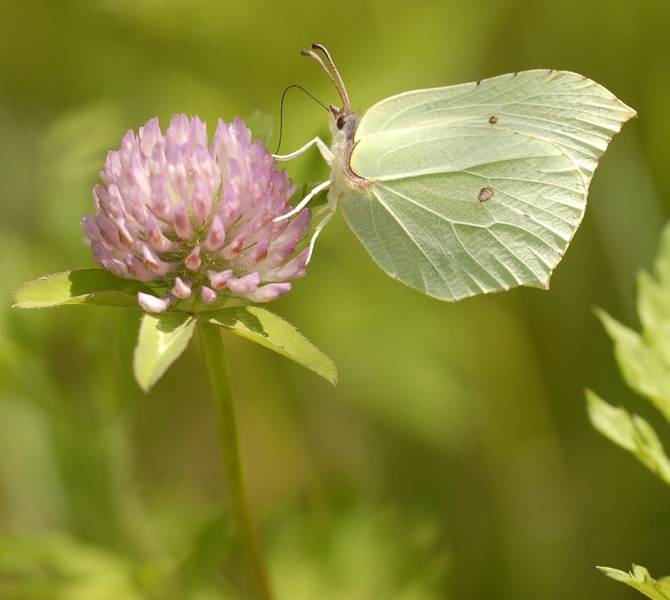 Gonepteryx rhamni